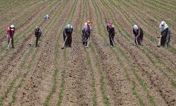 Mevsimlik İşçilerin Günlük Ücreti 1299 TL’ye Çıktı