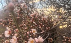 Kırşehir’de ağaçlar yalancı bahara aldandı