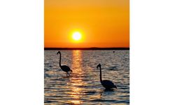 Kırşehir Seyfe Gölü’nde Flamingo Şöleni