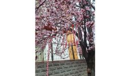 Kırşehir’de Marteniçka Geleneği dallara taşıyor