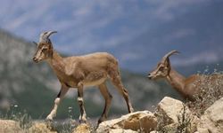 Yaban Keçisi Vuran Şahsa 984 Bin Lira Ceza