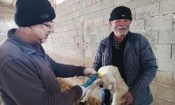 Hayvancılıkta Kayıtlı Dönem Güçleniyor