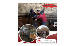 Kırşehir’de Aşılama Seferberliği: Son Tarih 30 Nisan!