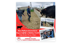 Kırşehir’de Hayvan Sağlığı İçin Yoğun Mesai