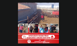 Sahada Yoğun Mesai: Aşılama ve Küpeleme Aralıksız Sürüyor