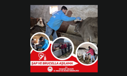 Kırşehir’de Şap ve Brucella Aşılama Seferberliği Sürüyor