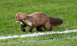 Futbol durdu, sansar sahneye çıktı