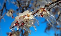 Kırşehirliler Bu Yıl Umduğunu Bulamayacak mı?