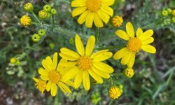 Kırşehir’de baharın kalbi Aşıkpaşa’da atıyor!