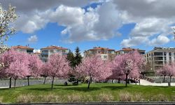 Kırşehir’de Doğa Uyandı, Kentpark Renk Cümbüşüne Döndü