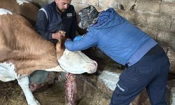 Kırşehir’de Şap ve Brusella aşılaması aralıksız devam ediyor