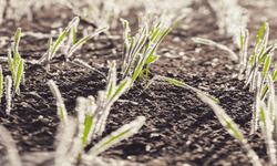 Kırşehirli üreticilere çağrı: Don önlemleri alınmalı