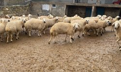 Kırşehir'de Musa Baldede’den her bütçeye uygun kurbanlıklar görücüye çıktı