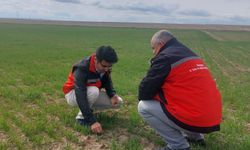 Sürdürülebilir tarım için Kırşehir’de sahada denetim