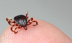 Kırım Kongo Şüphesi: 21 Yaşındaki Genç Hayatını Kaybetti