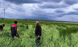Tarım Arazilerinde Hasar Tespiti Başladı