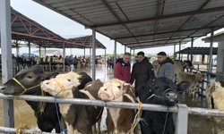 Kırşehir’de hayvan pazarı kontrol altında