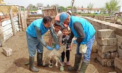 Kırşehir’de hayvanlar için veterinerler sahada!