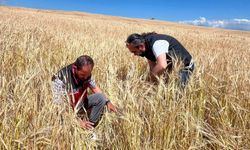 Sel Felaketinin Ardından Tarım Arazilerinde Hasar Tespiti Sürüyor