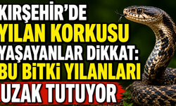 Kırşehir’de Yılan Korkusu Yaşayanlar Dikkat: Bu Bitki Yılanları Uzak Tutuyor