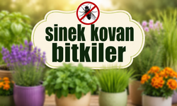 Sineklerden Şikâyet Eden Kırşehirliler İçin Pratik Çözümler
