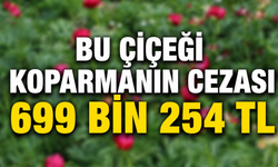 Kırşehir’e Yakın Bölgede Yetişiyor: Koparan Yandı!
