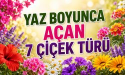 Kırşehirli Çiçekseverlere Özel: Yaz Boyu Açan 7 Çiçek Türü
