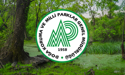 DKMP’den Yaban Hayvanları Tartışmasına Nokta Koyan Açıklama