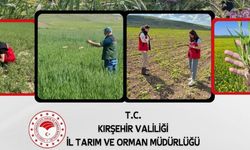 Kırşehir’de Tarlalar Yakın Takipte: Ekipler Sahada Denetimlerini Sürdürüyor