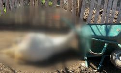 Ağıla giren kurtlar dehşet saçtı…