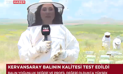 TRT Haber Ekranlarına Taşındı: Kervansaray Dağları'nın Şifalı Balı Türkiye'nin Gündeminde
