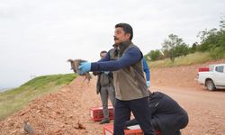 Kırşehir’de kene ve süneyle mücadelede keklikler görevde