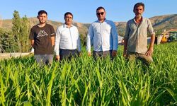 Kırşehir’de Alternatif Yem Bitkisi Sorgum Sudan Otu Üreticinin Yüzünü Güldürüyor