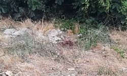 Amca–Yeğen Kavgası Kanlı Bitti