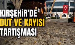 Kırşehir'de Meyve Ağaçları Gölge Değil Sorun Oldu