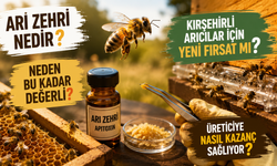 Kırşehir'de Yeni Kazanç Kapısı: Gramı Altınla Yarışan Arı Zehri