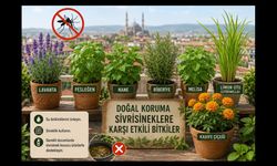 Kırşehir'de sivrisineklere karşı doğal çözüm: Bu bitkiler öne çıkıyor
