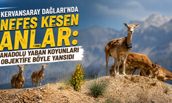 Kervansaray Dağları'nda Nefes Kesen Anlar: Anadolu Yaban Koyunları Objektife Böyle Yansıdı