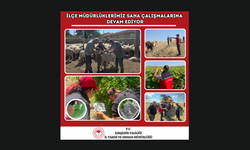 İlçe Tarım Müdürlüklerinin Saha Mesaisi Sürüyor
