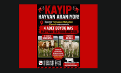 Akçakent Yeniyapan Mahallesi’nde 4 Büyükbaş Hayvan Kayıp