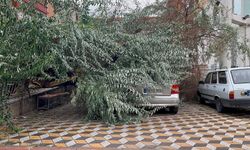 Park Halindeki Otomobilin Üzerine Devrildi!