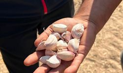 Mucur’da Sarımsak Üretiminin Yaygınlaştırılması İçin İlk Adım Atıldı