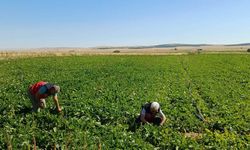 Bitkisel üretimde saha kontrolleri aralıksız sürüyor