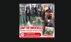 Kırşehir’de şap ve brusella aşılama çalışmaları sürüyor