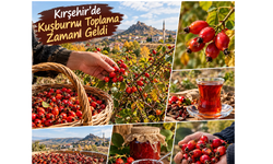 Kırşehir’de Kuşburnu Toplama Zamanı Geldi