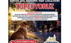 Kırşehir Belediyesi’nden Sahipsiz Köpekler İçin İhbar Çağrısı