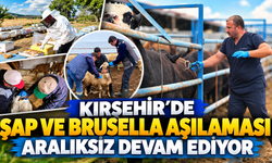 Kırşehir’de Şap ve Brusella Aşılaması Aralıksız Devam Ediyor