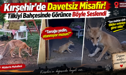 Kırşehir’de Davetsiz Misafir! Tilkiyi Bahçesinde Görünce Böyle Seslendi