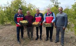 Kırşehir’de Dalından Sofraya Hünnap: Mucur’da Hasat Zamanı