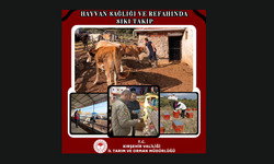Kırşehir’de Hayvan Sağlığı ve Refahı İçin Denetimler Sürüyor